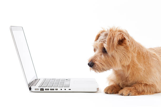 Norfolk Terrier and Laptop stock photo