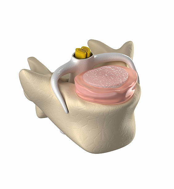Normal intervertebral disc, spinal cord and nucleus pulposus 3D generated human disc cauda equina photos stock pictures, royalty-free photos & images