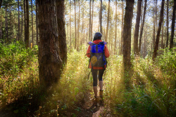 North 97 woman trekking walks to the deep of the forest jungle, explore the nature in holidays weekend hiking stock pictures, royalty-free photos & images