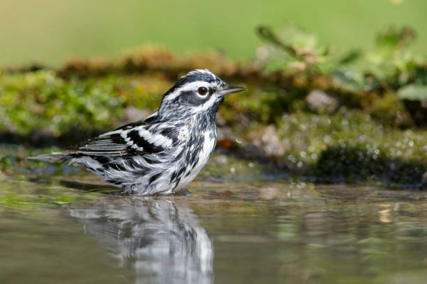 North American bird species: Black-and-white Warbler, Mniotilta varia stock photo