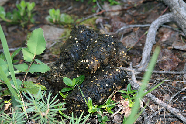North American, Black, Bear, Scat, Globular, Droppings, Diet, Berries, Seeds Black bear scat taken in the mountains of New Mexico.  It is apparent the bear has been eating lots of seeds from surrounding fruits. bear scat photo stock pictures, royalty-free photos & images