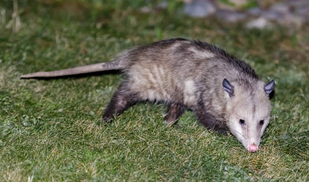 North American Opossum (Virginia Opossum) foraging in a residential property backyard. Santa Clara County, California, USA. possum stock pictures, royalty-free photos & images