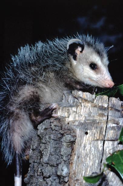 North American Opossum (Didelphis Virginiana) North American Opossum (Didelphis Virginiana). Photographed by acclaimed wildlife photographer and writer, Dr. William J. Weber. common opossum stock pictures, royalty-free photos & images