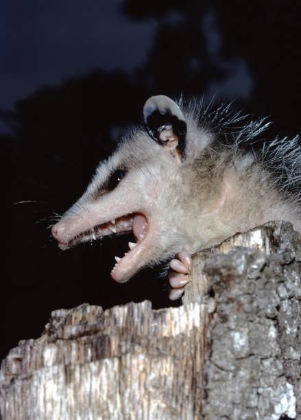 North American Opossum (Didelphis Virginiana) North American Opossum (Didelphis Virginiana). Photographed by acclaimed wildlife photographer and writer, Dr. William J. Weber. common opossum stock pictures, royalty-free photos & images