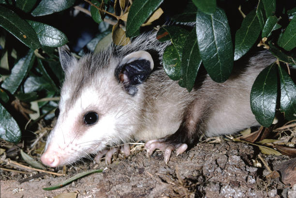 North American Opossum (Didelphis Virginiana) North American Opossum (Didelphis Virginiana) Photographed by acclaimed wildlife photographer and writer, Dr. William J. Weber. virginia opossum stock pictures, royalty-free photos & images