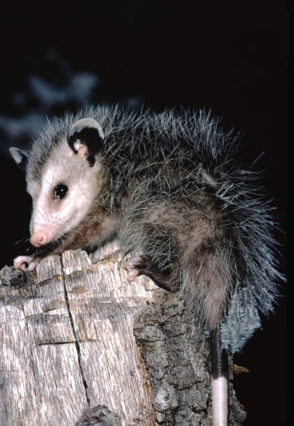 North American Opossum (Didelphis Virginiana) North American Opossum (Didelphis Virginiana) Photographed by acclaimed wildlife photographer and writer, Dr. William J. Weber. virginia opossum stock pictures, royalty-free photos & images