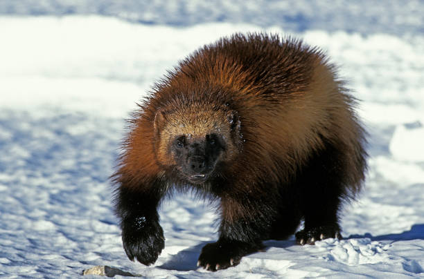 North American Wolverine, gulo gulo luscus, Adult standing on Snow, Canada stock photo