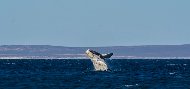 North atlantic right whale.Peninsula de Valdes .Word heritage site