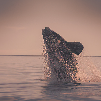 North atlantic right whale.Peninsula de Valdes .Word heritage site