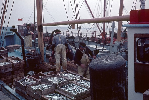 Cuxhafen, Lower Saxony, Germany, 1966. North German Heerings fishermen with their catch in Cuxhafen.