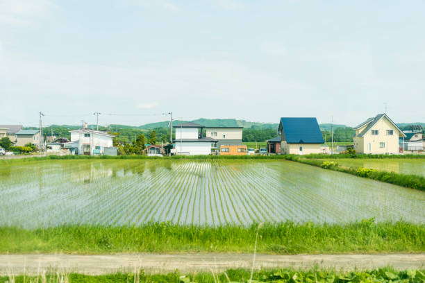 Small town close to Asahikawa, north of Hokkaido, Japan. Shot from the train, flooded rice field in front of small family houses.