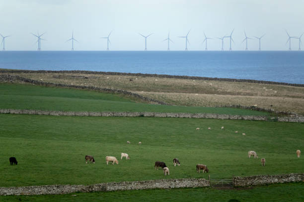 North Sea wind turbines off Scotland coast Latheron agriculture sheep cows Looking past Latheron agricultural fields with sheep and cows towards the North Sea, the Beatrice Offshore wind farm located about eight miles off the coast Wick is the fourth largest in the world with 84 massive turbines each 188 meters tall. caithness stock pictures, royalty-free photos & images