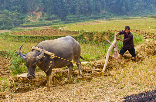 Farmer tills steep field with oxen plow, Cordillera Blanca 