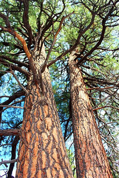 Norther Arizona Pines Ponderosa Pines in Flagstaff Arizona ponderosa pine tree stock pictures, royalty-free photos & images