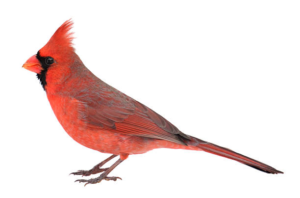 Northern Cardinal, Cardinalis, Isolated stock photo