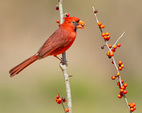 Northern Cardinal (Cardinalis cardinalis) male feeding on berries. Texas.