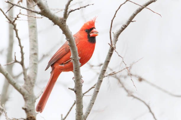 Northern cardinal (Cardinalis cardinalis) on branch at Jamaica Bay NWR, New York stock photo