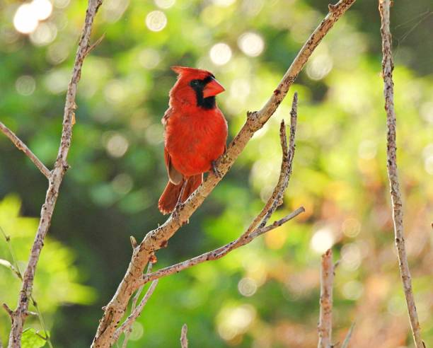 Northern Cardinal (Cardinalis cardinalis) - perched on a branch stock photo