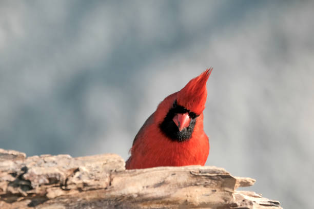 Northern Cardinal stock photo