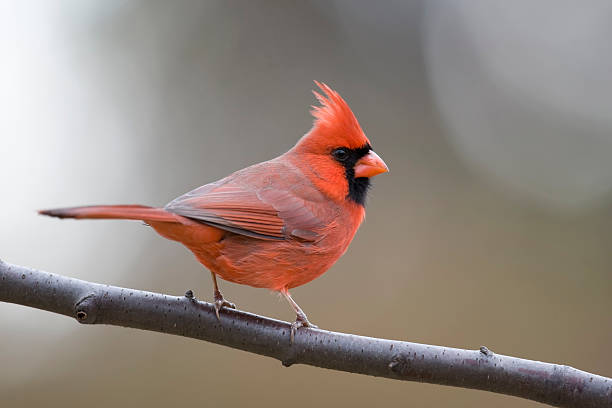 Northern Cardinal  stock photo