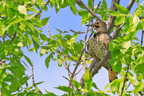 Northern Flicker sitting on a tree branch surrounded by green leaves stock photo