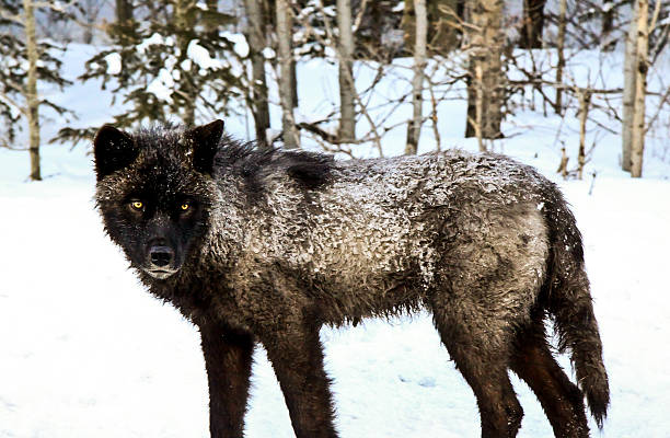 Northern Grey Wolf stock photo