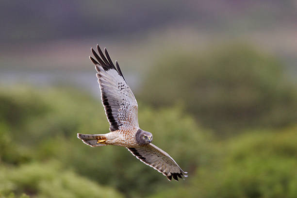 A northern harrier flying through a forest stock photo