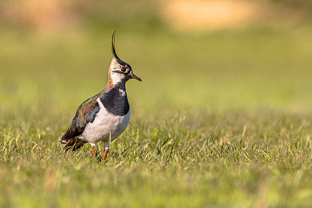 Northern lapwing on the look out stock photo