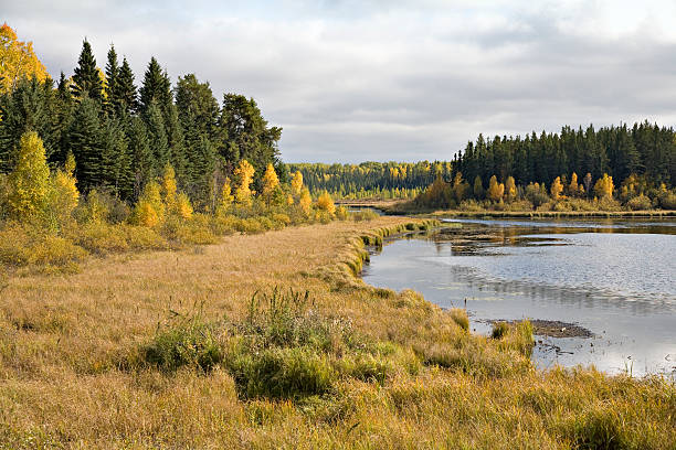Northern Marsh in Autumn stock photo