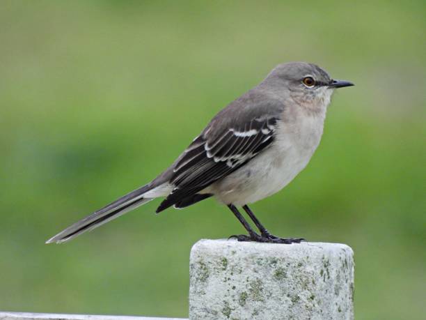 Northern Mockingbird (Mimus polyglottos) resting on a post stock photo