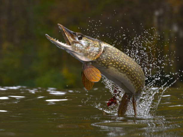 Northern pike fish jumping out of lake or river with splashes 3d render stock photo