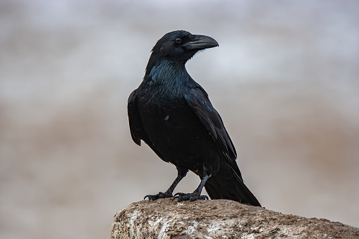 The Northern Raven (Corvus corax) is perched on the rock in its natural environment.