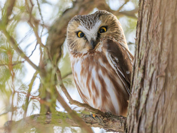Northern saw-whet owl stock photo