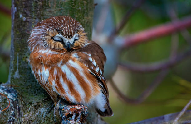 Northern Saw-whet Owl Sleeping Ontario, Canada perching stock pictures, royalty-free photos & images