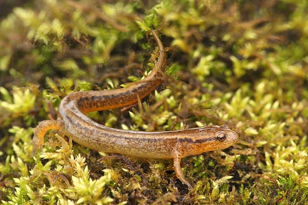 Northern Two-lined Salamander (Eurycea bislineata) stock photo