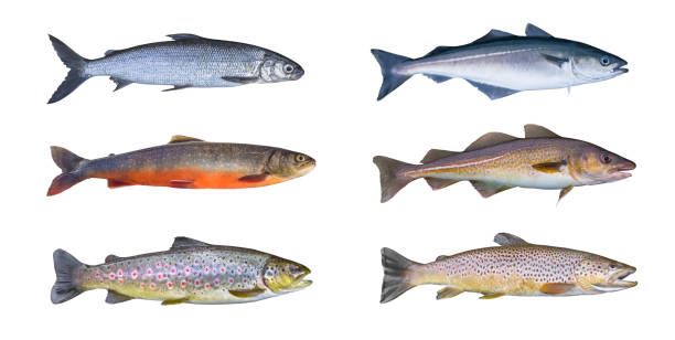 Norway fish set. Whitefish, arctic char, brook brown trout, pollock fish, coalfish, saithe, cod fish isolated on white background Norway fish set. Whitefish, arctic char, brook brown trout, pollock fish, coalfish, saithe, cod fish isolated on white background brook trout stock pictures, royalty-free photos & images