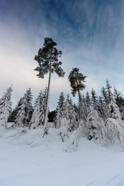 挪威冬季 - oslo shooting 個照片及圖片檔