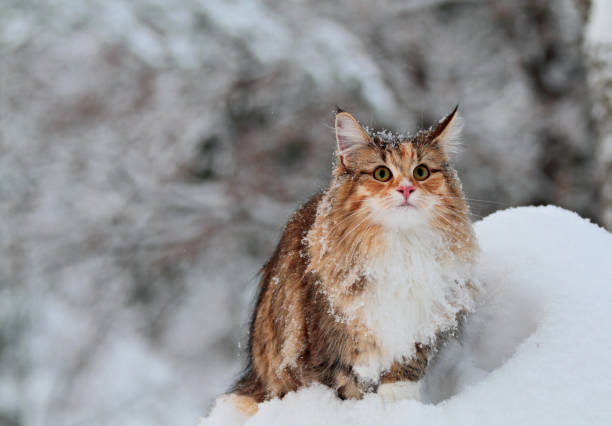 norsk skogkatt i djup snö - cat snow bildbanksfoton och bilder