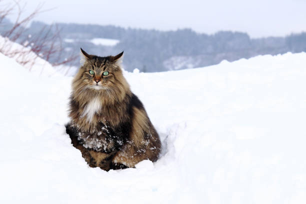 Image result for norwegian forest cat