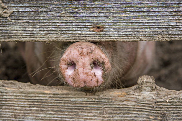 Nose of a domestic pig stock photo