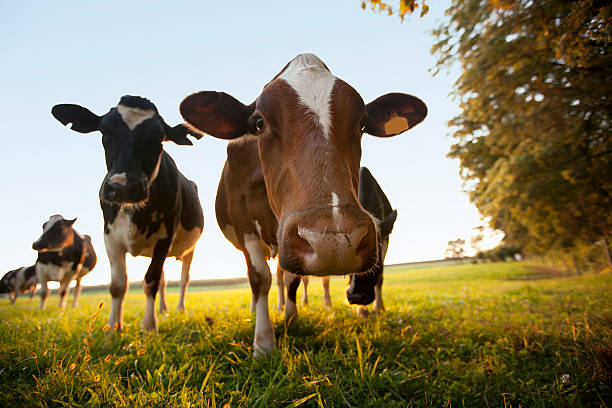 Nosey Cows Up Close stock photo