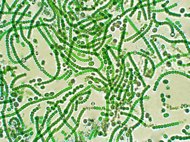 Nostoc sp. algae under microscopic view Nostoc is a genus of cyanobacteria found in various environments that forms colonies composed of filaments of moniliform cells in a gelatinous sheath. bacterium photos stock pictures, royalty-free photos & images