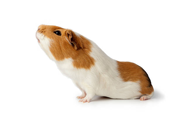 Nosy guinea pig Nosy guinea pig on white background guinea pig stock pictures, royalty-free photos & images