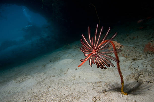 Not a flower! Feather Star on Wire Coral in cave stock photo