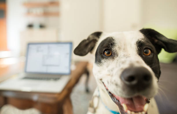 A dog looking at the camera in a living room with a laptop in use on the table in the background