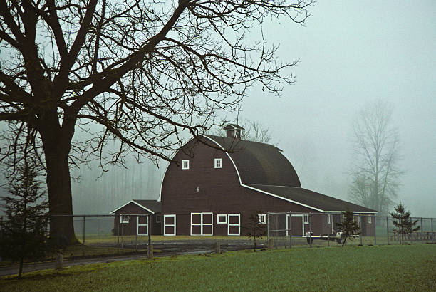Red Barn and Tree in the Fog Nothing speaks of rural America like an old barn. Sadly, many of these wooden relics have fallen into disrepair or simply disappeared. The few still remaining remind us of a time when small farms produced most of the food we eat. Th classic red barn has been preserved at Tolt River Park in Carnation, Washington State, USA. jeff goulden barn stock pictures, royalty-free photos & images
