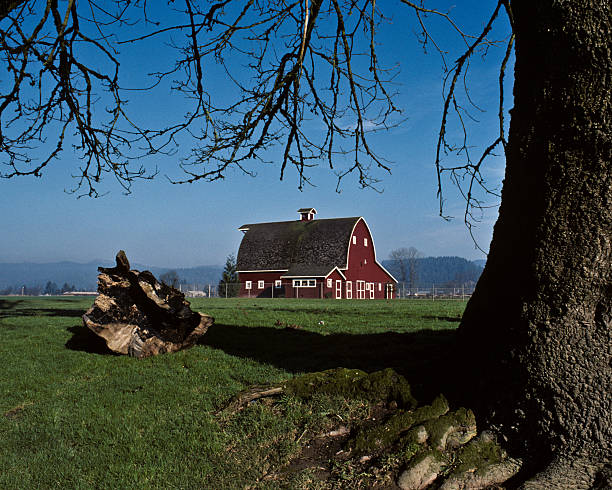 Red Barn and Tree Nothing speaks of rural America like an old barn. Sadly, many of these wooden relics have fallen into disrepair or simply disappeared. The few still remaining remind us of a time when small farms produced most of the food we eat. Th classic red barn has been preserved at Tolt River Park in Carnation, Washington State, USA. jeff goulden barn stock pictures, royalty-free photos & images