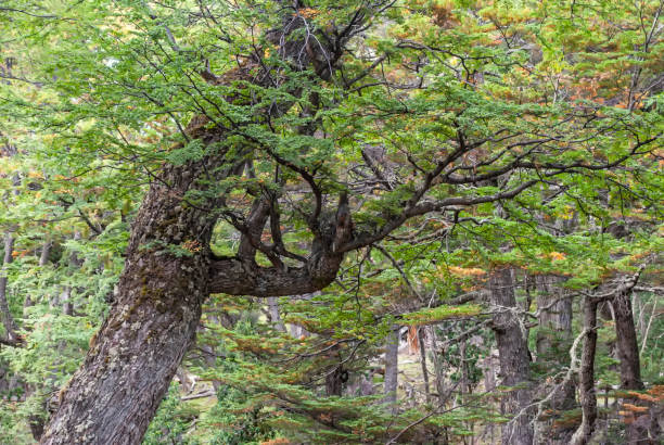 Nothofagus tree stock photo