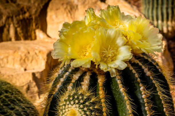 Notocactus Warasii or Parodia Warasii with blooming large yellow flowers and short cylindrical dark green stem with spines down the ribs against brown rock background in a botanical garden. Notocactus Warasii or Parodia Warasii with blooming large yellow flowers and short cylindrical dark green stem with spines down the ribs against brown rock background in a botanical garden. Notocactus stock pictures, royalty-free photos & images