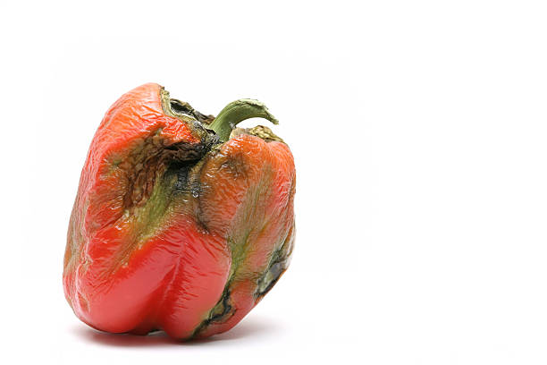 not-so-fresh bell pepper rotting bell pepper - took a couple of weeks to get this shot, hehe... isolated macro over white rotting stock pictures, royalty-free photos & images